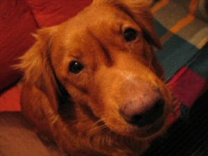 1-henk-kuva-4-vapaalla-tuuli-lahikuva